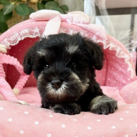 ミニチュアシュナウザー　レア・２ちゃんサムネイル