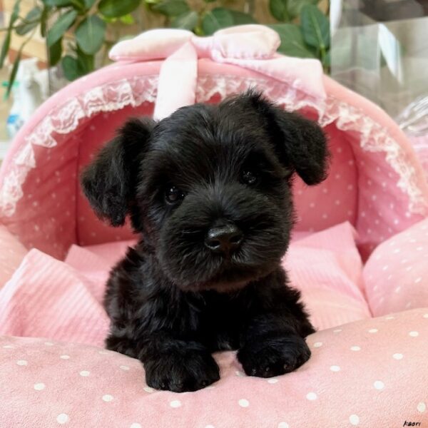 ミニチュアシュナウザー ごま・4君 | 【公式】子犬のブリーダー