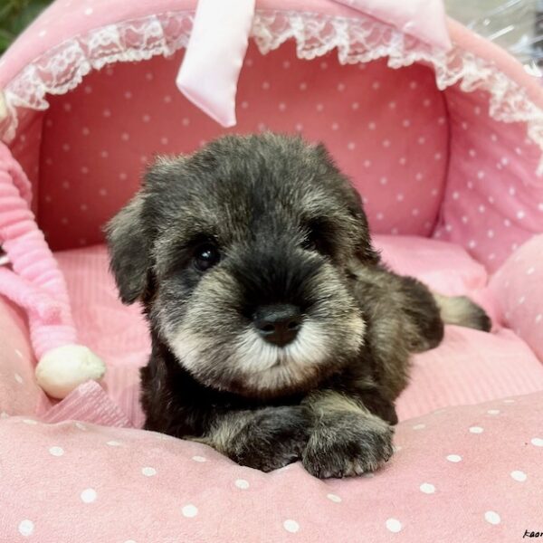 ミニチュアシュナウザー くるん・3君 | 【公式】子犬のブリーダー