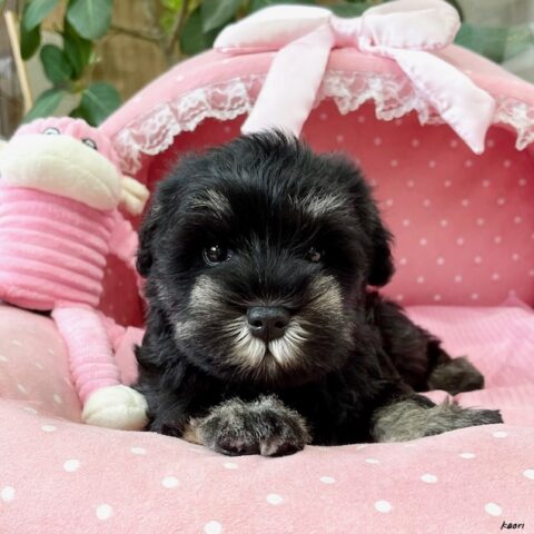 ミニチュアシュナウザー　桜乃・１ちゃんサムネイル