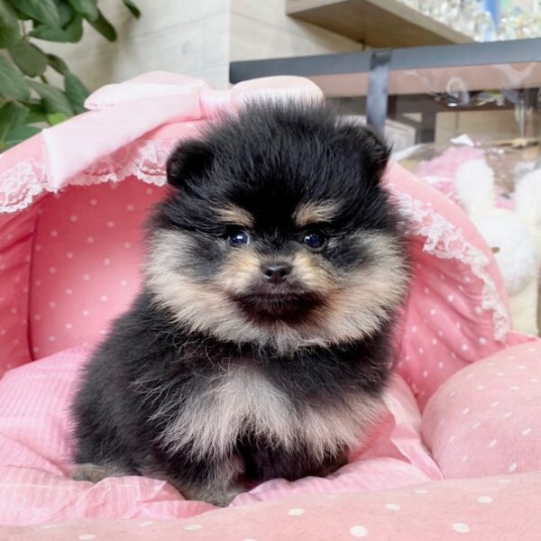 ポメラニアン クロエ・1君 | 【公式】子犬のブリーダー・ミニチュア