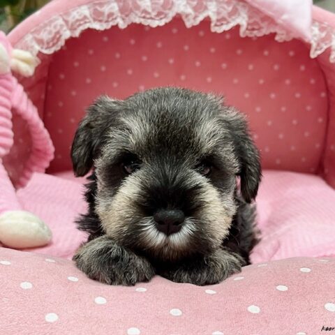 ミニチュアシュナウザー　ライカ・１ちゃんサムネイル
