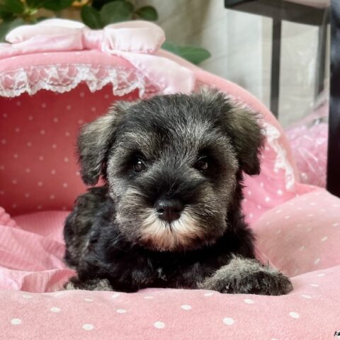 ミニチュアシュナウザー　レディ・３ちゃんサムネイル