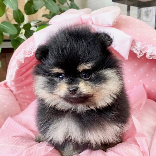 【ポメラニアン クロ】 ポメラニアン クロエ・1君 | 【公式】子犬のブリーダー・ミニチュア