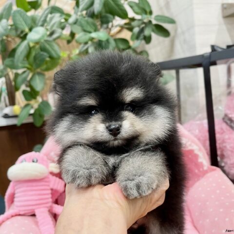 ポメラニアン　マカ・１君サムネイル