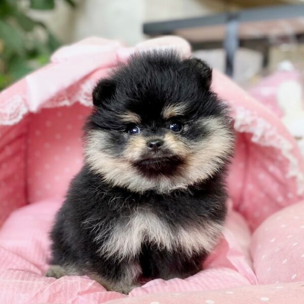 お散歩中シンクロする黒ポメ親子✨【ポメラニアン多頭飼い