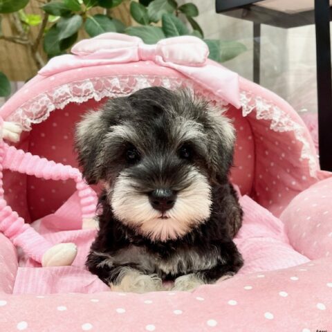 ミニチュアシュナウザー　もみじ・１ちゃんサムネイル
