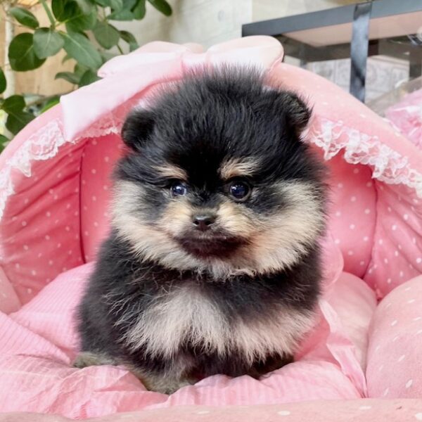 ポメラニアン クロエ・1君 | 【公式】子犬のブリーダー・ミニチュア