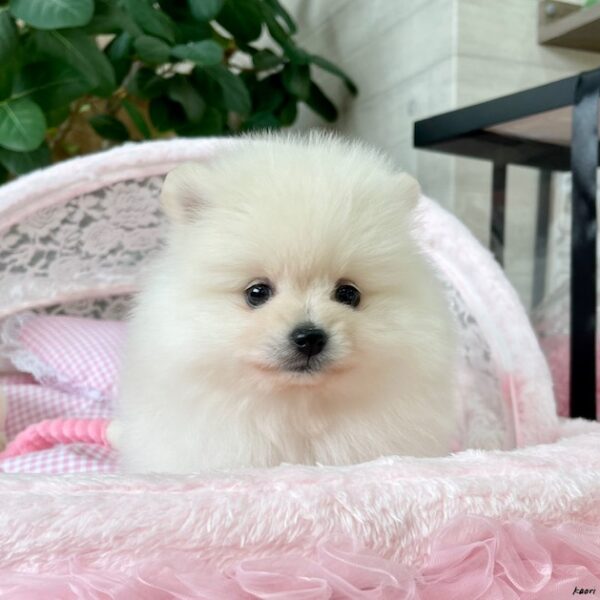 オーダー受付☆ポメラニアン ポメラニアン ココ・3ちゃん | 【公式】子犬のブリーダー