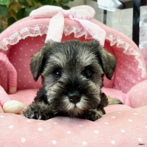 ミニチュアシュナウザー　ひまわり・１ちゃんサムネイル