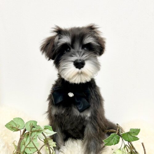 ミニチュアシュナウザー このか・1君