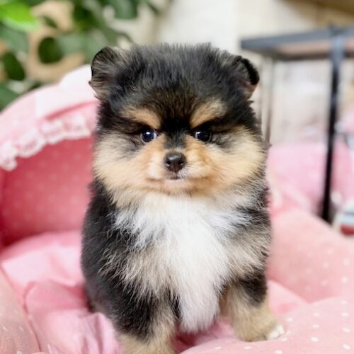 ポメラニアン　ロン・１ちゃん