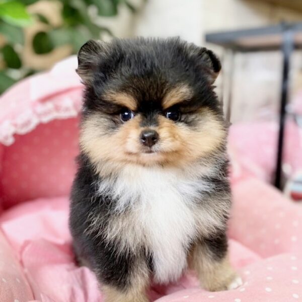 ポメラニアン ロン・1ちゃん | 【公式】子犬のブリーダー・ミニチュア