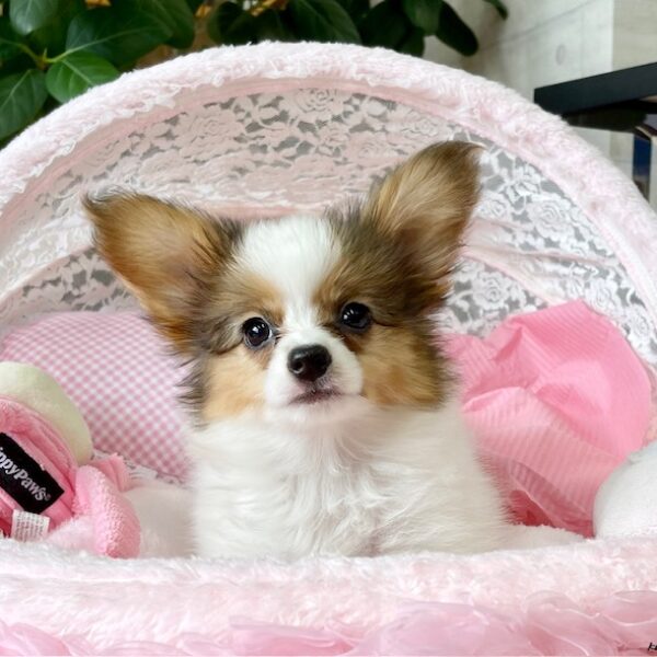 □すぬさま専用愛犬パピヨンちゃんミニチュアオーダー確認用ページ□ハンドメイド雑貨 パピヨン アイビー・1ちゃん | 【公式】子犬のブリーダー・ミニチュア