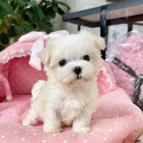 マルチーズ　うれい・１ちゃんサムネイル