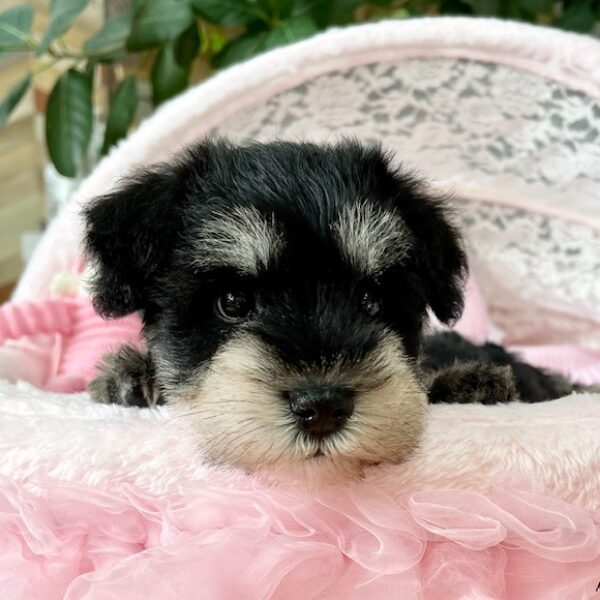 ミニチュアシュナウザー 愛心・1ちゃん | 【公式】子犬のブリーダー