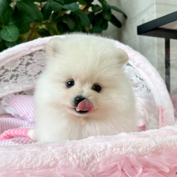【超特価】 ポメラニアン ココ・1ちゃん 【公式】子犬のブリーダー | 羊毛フェルト