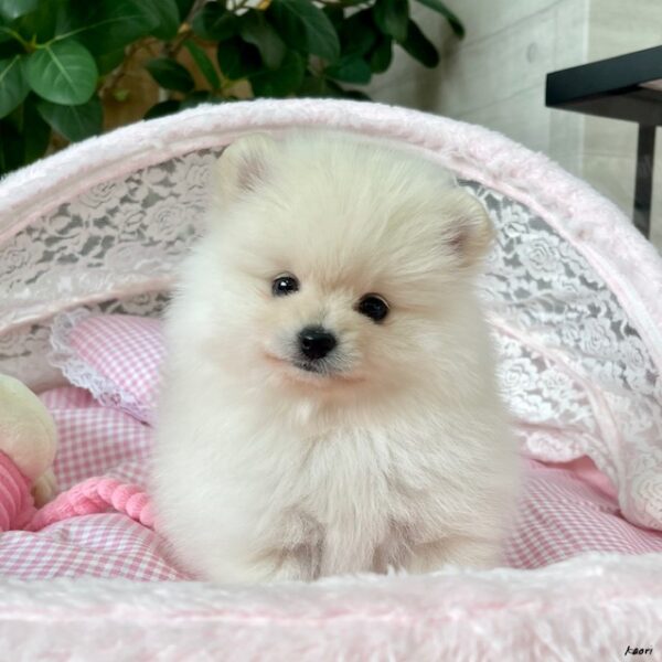 オーダー受付 ポメラニアン エンジェル 限定パネル ご予約ページ 5/23