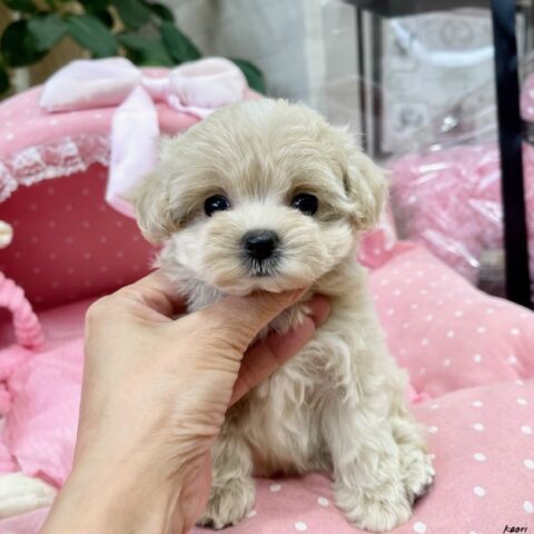 マルプー　ゆり・１君サムネイル