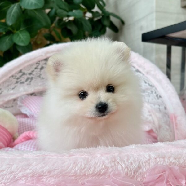 ポメラニアン ココ・1ちゃん | 【公式】子犬のブリーダー・ミニチュア
