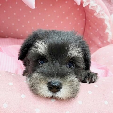 ミニチュアシュナウザー　このか・２ちゃんサムネイル