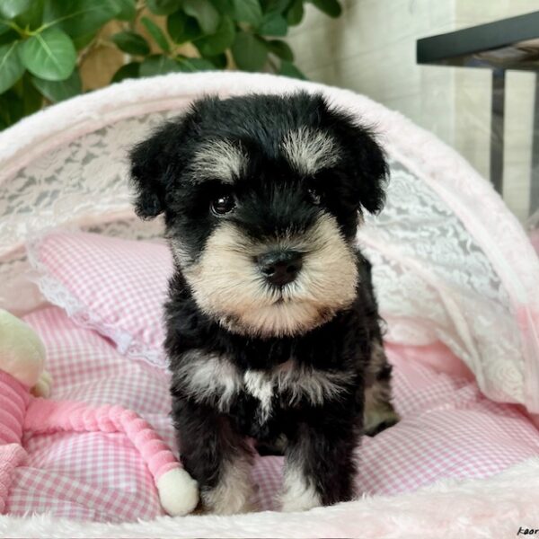 ミニチュアシュナウザー 愛心・1ちゃん | 【公式】子犬のブリーダー