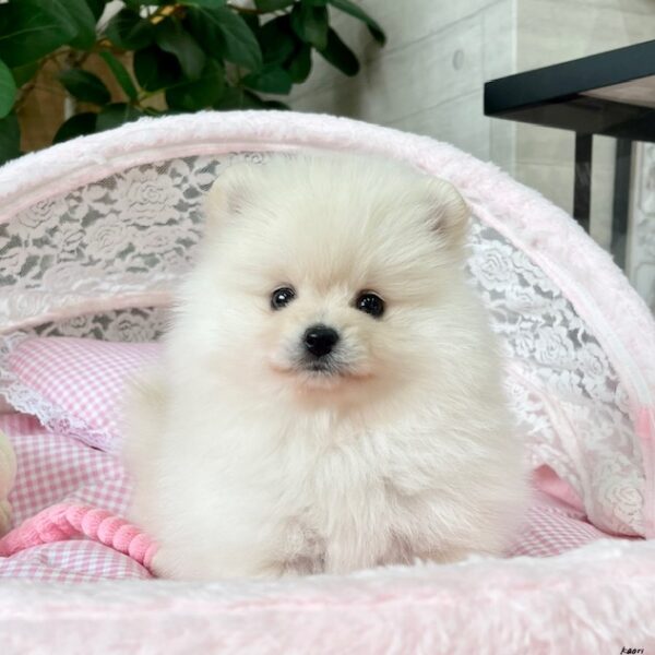 オーダー受付　ポメラニアン　ご予約ページ　5/17 ポメラニアン ココ・1ちゃん | 【公式】子犬のブリーダー・ミニチュア