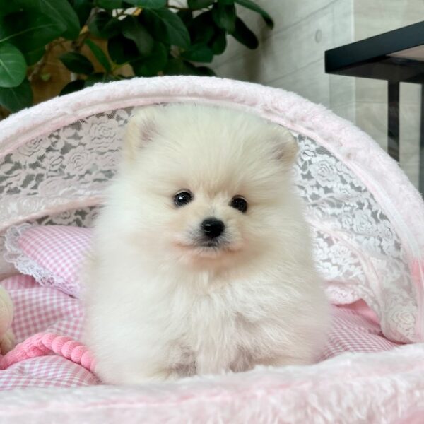 ポメラニアン ココ・1ちゃん | 【公式】子犬のブリーダー・ミニチュア