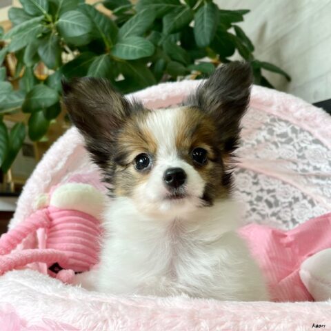 パピヨン　アイビー・２ちゃんサムネイル
