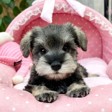 ミニチュアシュナウザー　ゆん・１ちゃんサムネイル