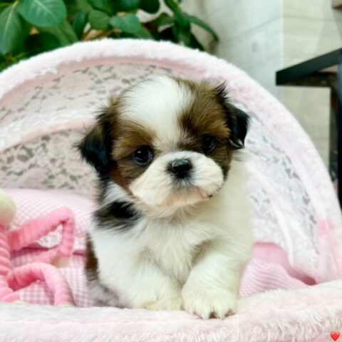 シーズー　みるく・１ちゃんサムネイル