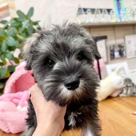 ミニチュアシュナウザー　アクア・２ちゃんサムネイル
