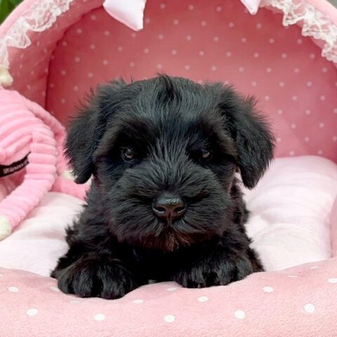 ミニチュアシュナウザー　さえ・１ちゃんサムネイル