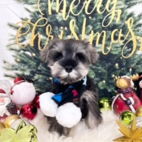 ミニチュアシュナウザー　まお・１君サムネイル