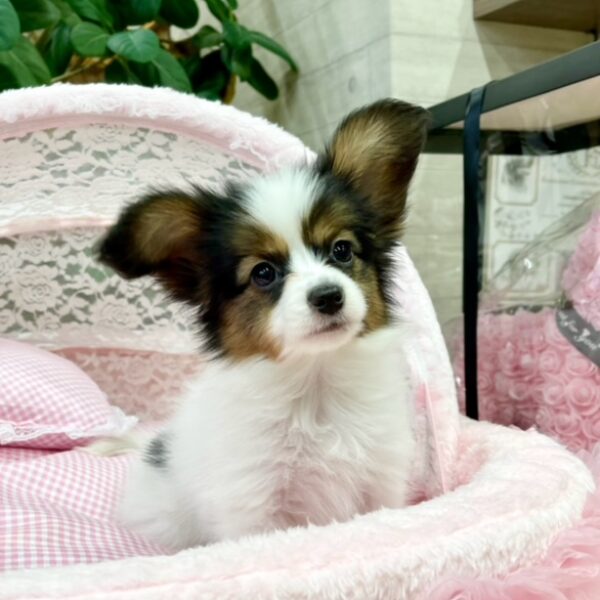 パピヨン とわ・3ちゃん | 【公式】子犬のブリーダー・ミニチュア