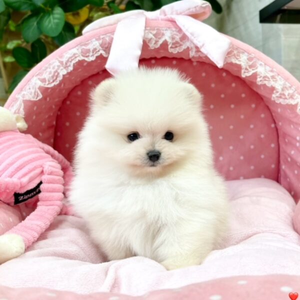 オーダー受付　ポメラニアン　エンジェル　限定パネル　ご予約ページ　5/23 ポメラニアン ロン・3ちゃん | 【公式】子犬のブリーダー・ミニチュア