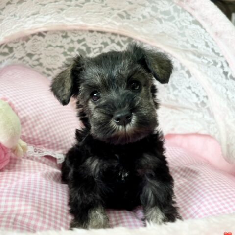 ミニチュアシュナウザー　あんな・３ちゃんサムネイル
