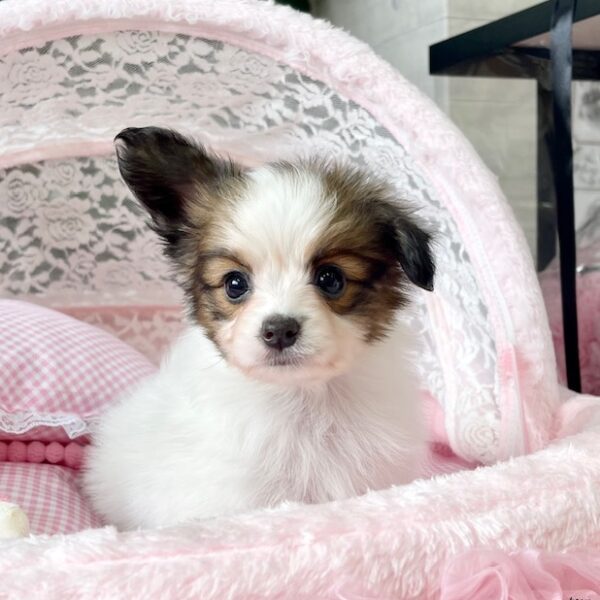 □すぬさま専用愛犬パピヨンちゃんミニチュアオーダー確認用ページ□ハンドメイド雑貨 □すぬさま専用愛犬パピヨンちゃんミニチュアオーダー確認用