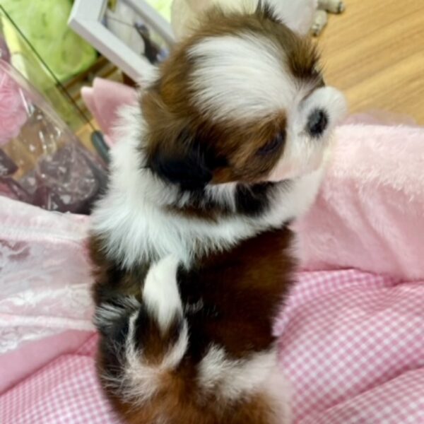 シーズー みるく・1ちゃん | 【公式】子犬のブリーダー・ミニチュア 
