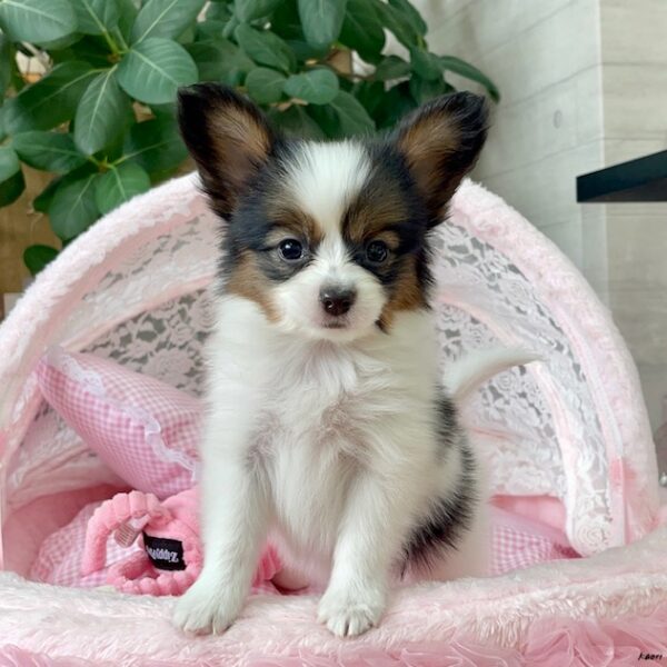 パピヨン とわ・3ちゃん | 【公式】子犬のブリーダー・ミニチュア