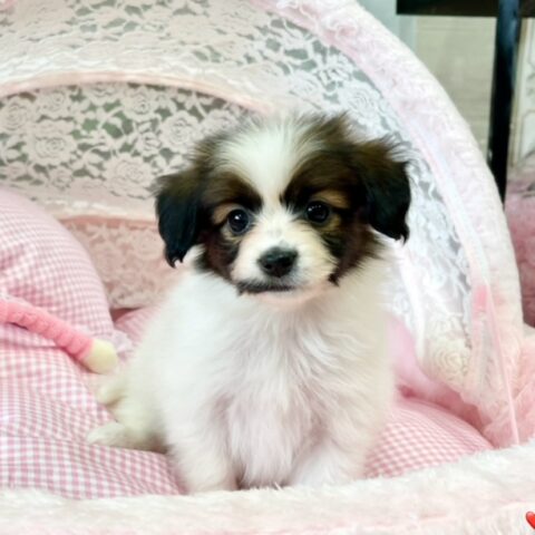 パピヨン　せいな・３ちゃんサムネイル