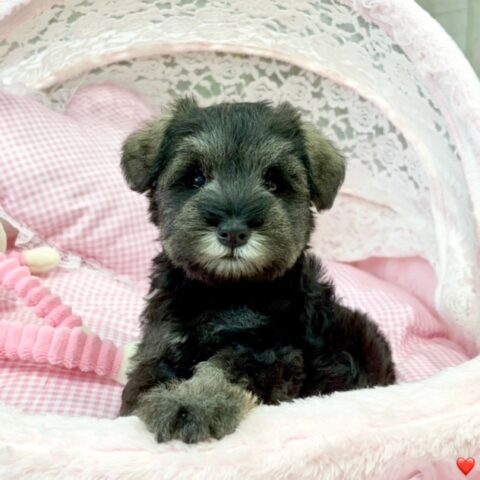 ミニチュアシュナウザー　さえか・４ちゃんサムネイル