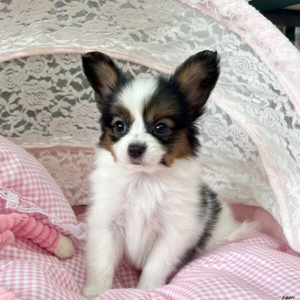 パピヨン とわ・3ちゃん | 【公式】子犬のブリーダー・ミニチュア