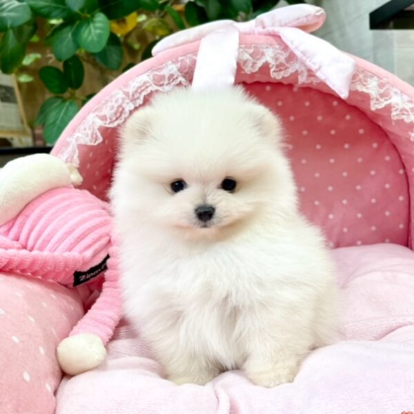 オーダー受付　ポメラニアン　エンジェル　限定パネル　ご予約ページ　5/23 ポメラニアン ティファニー・1君 | 【公式】子犬のブリーダー