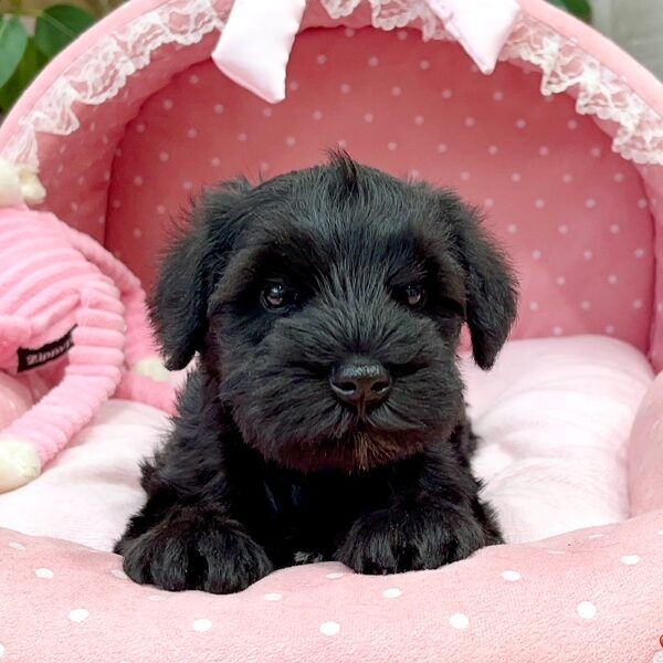 ミニチュアシュナウザー さえ・1ちゃん | 【公式】子犬のブリーダー