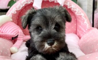 ミニチュアシュナウザー　のんのん・２ちゃんサムネイル