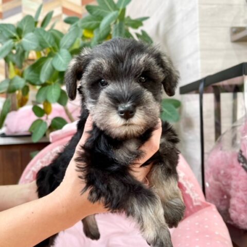 ミニチュアシュナウザー　リング・３ちゃんサムネイル