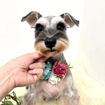 ミニチュアシュナウザー　お母さん卒業犬　Mちゃんサムネイル