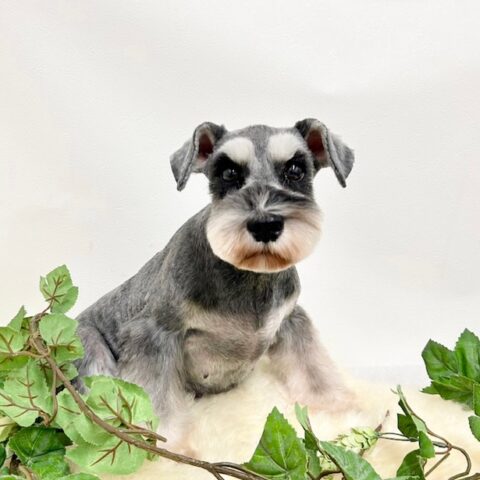 ミニチュアシュナウザー　お母さん卒業犬　Tちゃんサムネイル