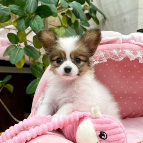 パピヨン　ヘデラ・２ちゃんサムネイル